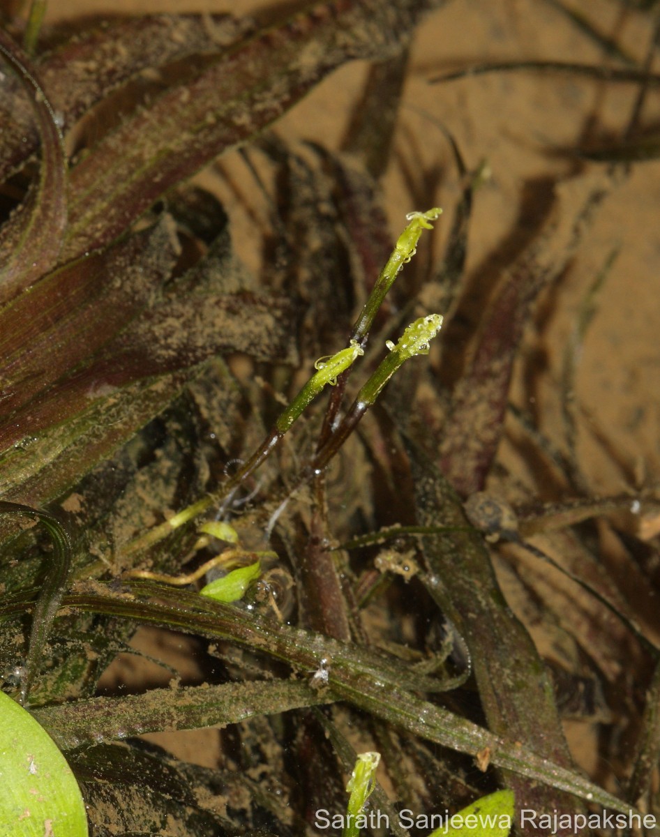 Blyxa aubertii Rich.
